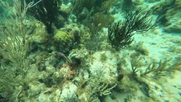 Colorful Coral Reef Many Fishes Snorkeling Underwater Tour Caribbean Sea — Video Stock