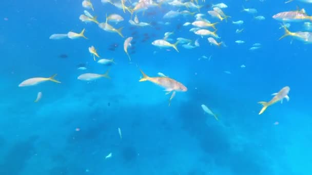 Coral Reef Many Fishes Snorkeling Underwater Tour Caribbean Sea Honeymoon — 图库视频影像