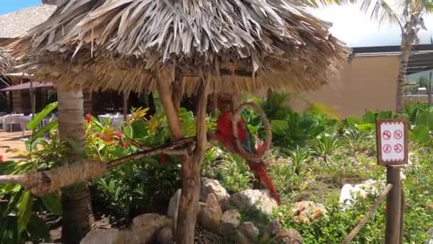 Primer Plano Colorido Del Loro Rancho República Dominicana — Vídeo de stock