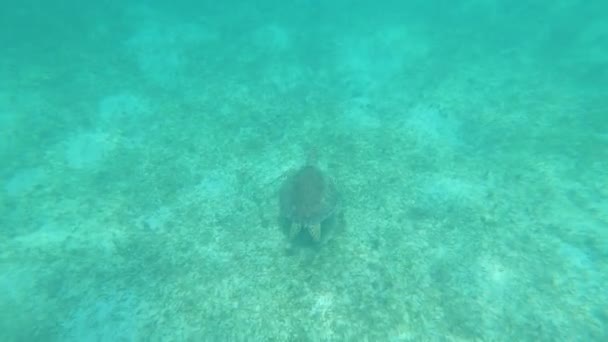 Sea Turtle Underwater Swim Sunny Ocean Scenery Blue Water Top — Vídeo de Stock
