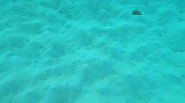 Underwater video of beautiful red starfish at sandy sea bed in turquoise exotic paradise beach