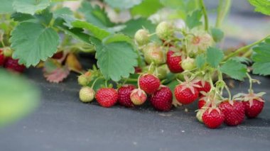 Çiftlikte taze çilekler hasat için hazır.