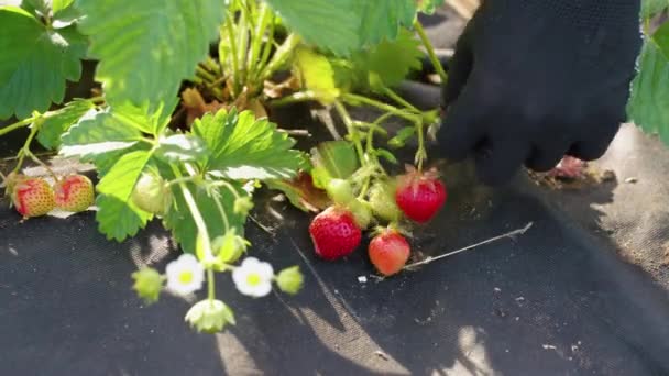 Χέρια αγρότη που μαζεύει νωπές φράουλες — Αρχείο Βίντεο