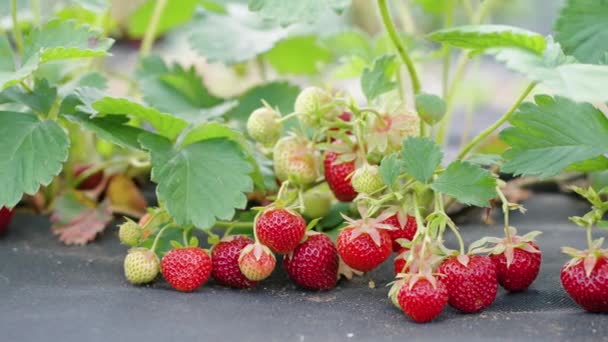 Φράουλες κήπου που καλλιεργούνται σε βιολογική εκμετάλλευση — Αρχείο Βίντεο