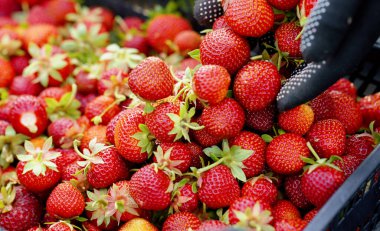 Mevsimlik işçilerin elleri çilekleri kutuya koyuyor.