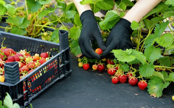 Çiftçinin elleri çiftlikte çilek topluyor