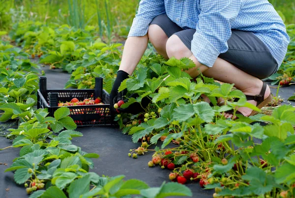 Farmářka v pracovním oděvu a rukavice sbírající jahody na farmě — Stock fotografie