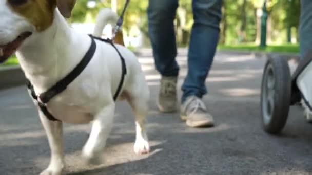 Drăguț Câine Jack Russell Terrier Mers Jos Familia Parc Verde — Videoclip de stoc