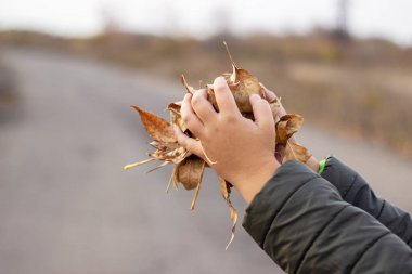 Sonbahar sarısı yaprakları bir çocuğun ellerinde