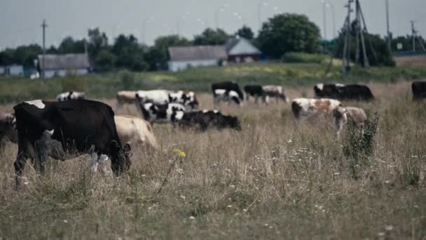 Koeien Grazen Weiden Het Platteland Melkveehouderij Veeteelt — Stockvideo