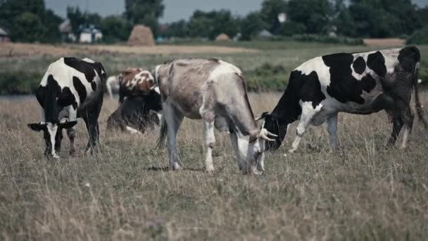 草の上の若い牛の放牧 牧草地の牛 牛乳や肉の生産 — ストック動画