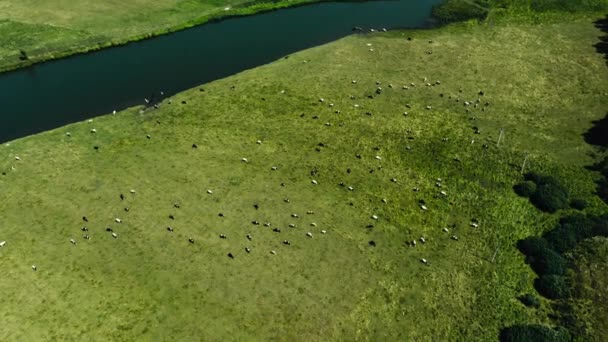 Vista Drone Gado Pastando Pasto Verde Vacas Bebendo Água Rio — Vídeo de Stock