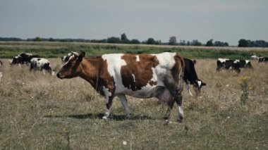 Süt inekleri otluyor, çiftlik hayvanları yetiştiriyor, et üretiyor.
