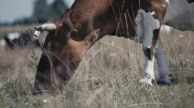 Evcil ineklerin otlamasına yakın çekim, mandıra çiftçiliği, yaşam stoku üretimi
