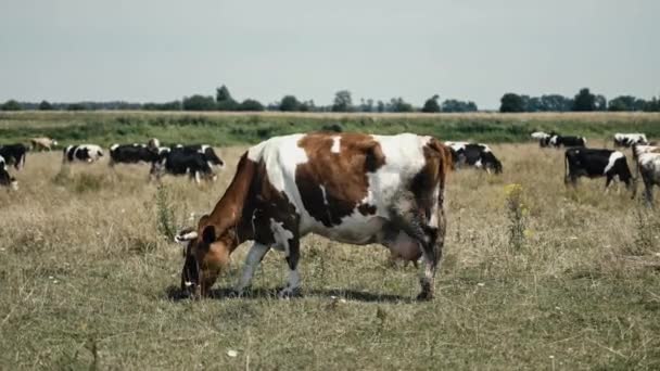 Husdjur Som Betar Betesmark Sommardag Boskapsuppfödning Jordbruk — Stockvideo