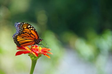 Yaban çiçeğinin üzerindeki kral kelebeği
