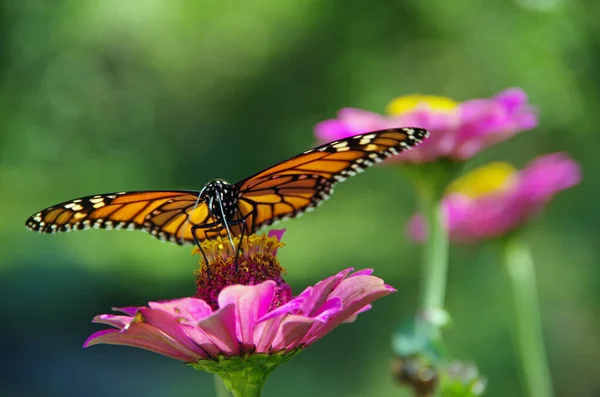 Monarcha Motýl Divokém Květu — Stock fotografie