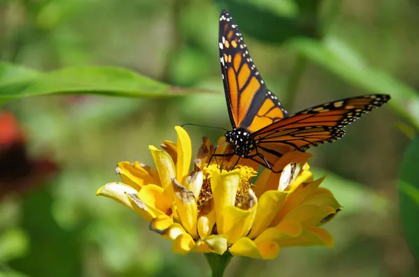 Monarch Butterfly Wild Flower — Stock Photo, Image