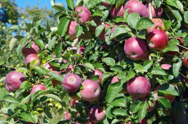 Elmalar meyve bahçesinden sarkan elma ağacından.