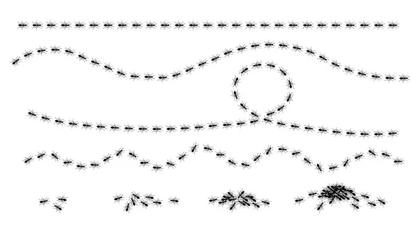 Ameisenspuren gesetzt, Linien arbeitender Ameisen auf weißem Hintergrund. Insektengruppen marschieren oder gehen die Straße entlang. Insektenkolonie, Kontrolldesinfektion, Vektorillustration — Stockvektor