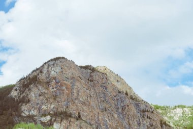 Ormanın arka planında dağların manzarası