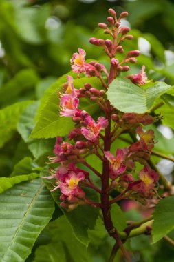 Çiçekli bir kestane ağacı dalı. Bavyera 'da yağışlı bahar