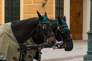 31 Mayıs 2019 Viyana, Avusturya - Schonbrunn Sarayı önünde turist bekleyen at arabaları. Bulutlu bir sabah