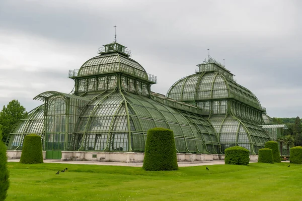 Мая 2019 Года Вена Австрия Здание Palmenhaus Саду Шонбрунн Пальмовый — стоковое фото