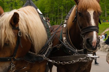 26 Mayıs 2019 Fussen, Almanya - Neuschwanstein kalesi ve Hohenschwangau kalesi yakınlarında turist bekleyen at arabaları.