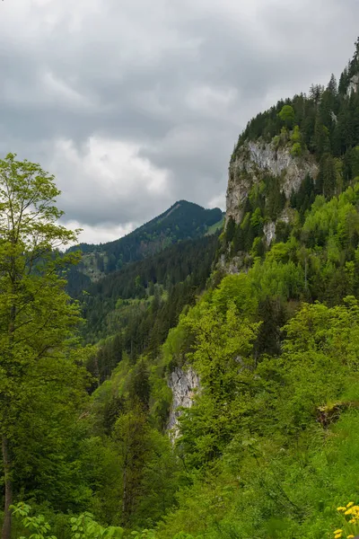 Alpesi Erdő Neuschwanstein Kastély Hohenschwangau Kastély Közelében Bajor Alpok Tavasszal — Stock Fotó