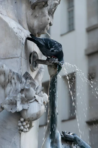 Května 2019 Mnichov Německo Holub Pitná Voda Fontány Marienplatz Obchodní — Stock fotografie