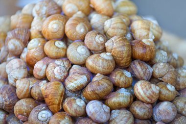 Üzüm salyangozlarını yakın plan ye.