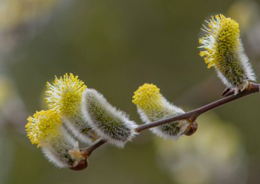Çiçekli Paskalya söğüdü. Paskalya 'dan önceki bayram için palmiye dalı sembolü. Bahar mevsimi. Haç, Hristiyan dininin sembolü. Yumuşak odaklanma. resim sesi
