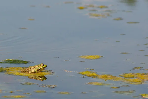 Green Frog Sits Leaf Water Lily Garden Pond Leaves Water — ストック写真