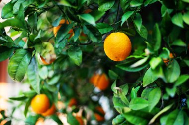 Close up view of oranges and leaves on Cyprus orange tree