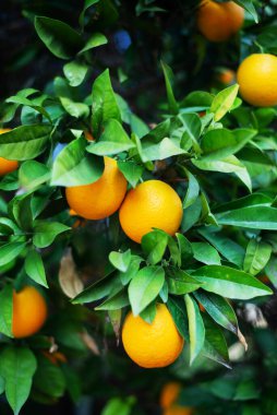 Close up view of oranges and leaves on Cyprus orange tree
