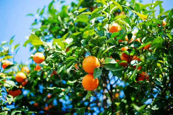 Beautiful View Orange Tree Sunny Day — стоковое фото