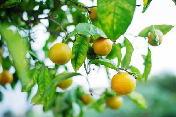 Close View Lemons Leaves Cyprus Lemon Tree — стоковое фото