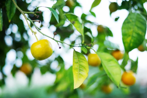 Close View Lemons Leaves Cyprus Lemon Tree — Foto Stock