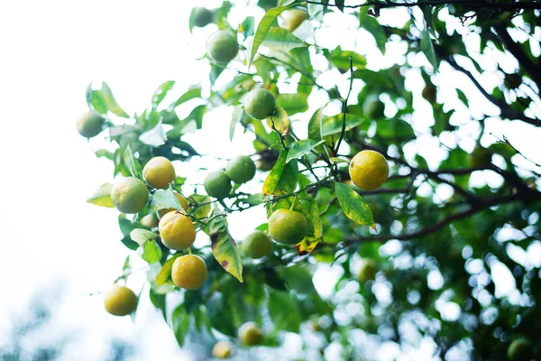 Close View Lemons Leaves Cyprus Lemon Tree — стоковое фото