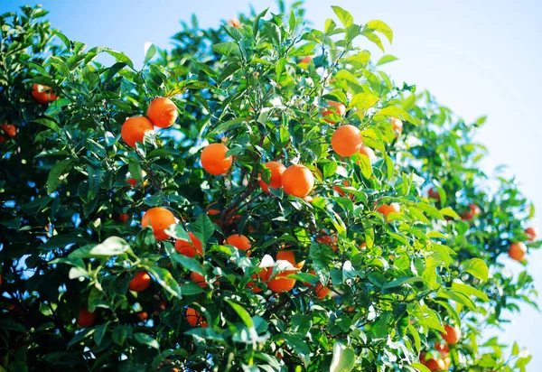 Beautiful View Orange Tree Sunny Day — Foto Stock