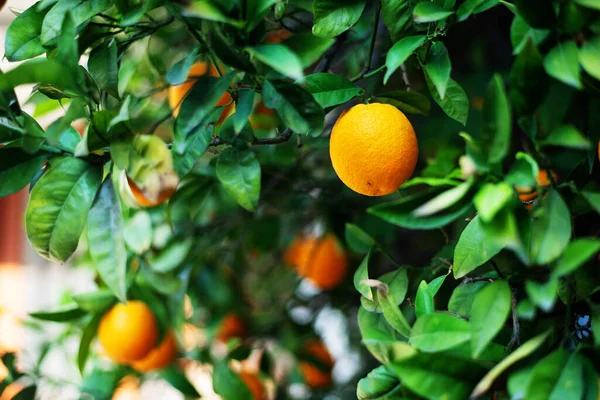 Close View Oranges Leaves Cyprus Orange Tree — стоковое фото