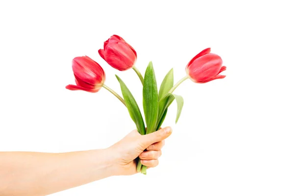 Mão Mulher Com Tulipas Vermelhas Flores Isolado Branco — Fotografia de Stock