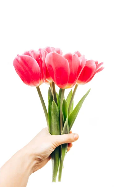 Asszony Keze Tulipán Virágok Elszigetelt Fehér — Stock Fotó