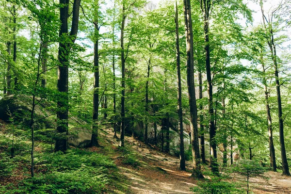Весняна Природа Красива Сцена Зеленому Лісі — стокове фото
