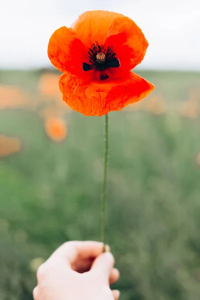 Vahşi Bir Gelinciği Tutan Bir Kadının Eli — Stok fotoğraf