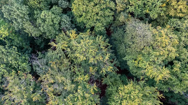 Ağaçların Tepesindeki Güzel Ilıman Kozalaklı Ormanın Üzerinde Farklı Yeşil Çam — Stok fotoğraf