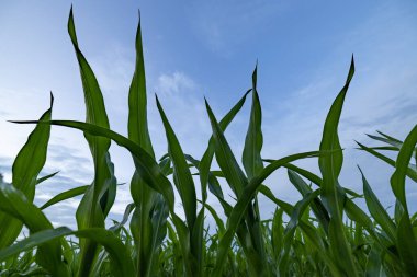 Mısır tarlası, bitki yetiştirme. Mavi gökyüzüne karşı filizlenen yaprakların tepeleri. Mısır tarlasında mısır mahsulü, düşük açı