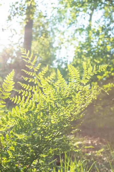 Звичайний меч папороть, Boston fern Nephrolepis exaltata LOMARIOPSIDACEAE indusium. Дерева з зеленого листя звисають в лісі — стокове фото