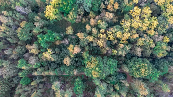 Aerial bird view over beautiful temperate coniferous forest over top of trees showing the amazing different green pine forest colors. Air hum, flying low over a dense forest landscape.